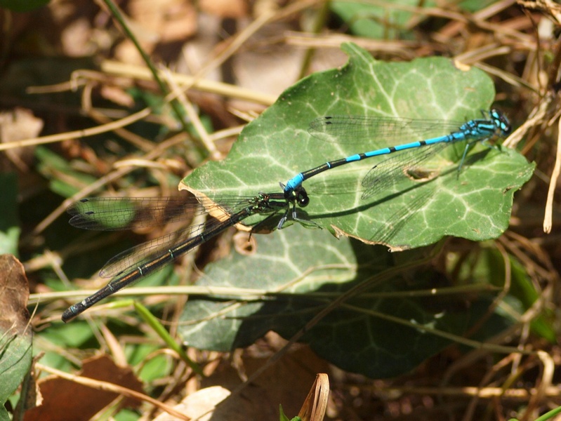 Odonata Coenagrion